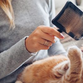 Dicas para lidar com a queda de pelo do seu gato