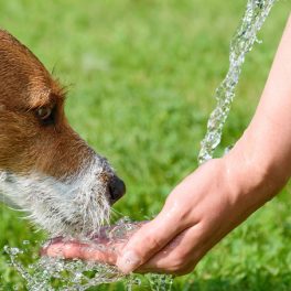 O seu animal está a beber mais água? Saiba o que isso pode querer dizer