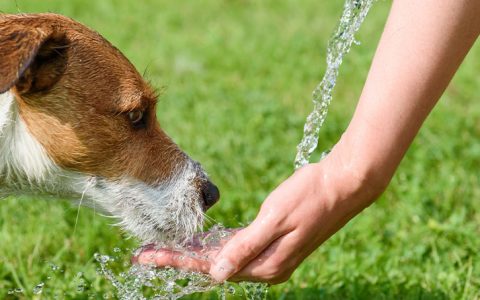 O seu animal está a beber mais água? Saiba o que isso pode querer dizer