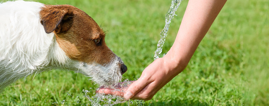 O seu animal está a beber mais água? Saiba o que isso pode querer dizer