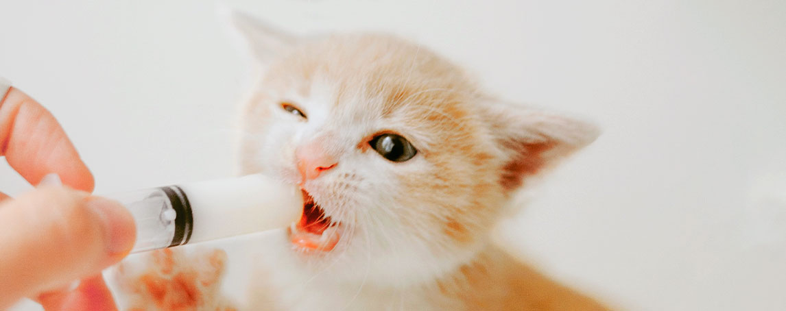 Alimentação de gatos bebés: cuidados após o nascimento