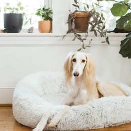7 passos para tornar a casa “amiga” do seu cão