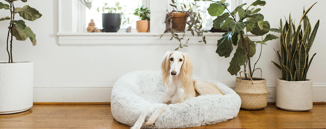 7 passos para tornar a casa “amiga” do seu cão