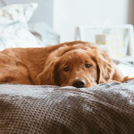 O que deve saber se o seu cão vomitar