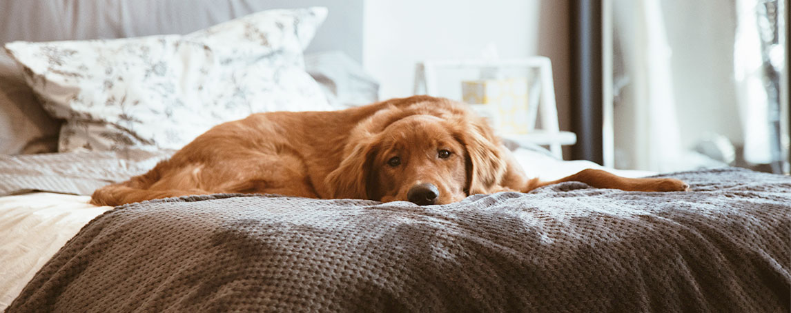 O que deve saber se o seu cão vomitar