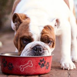 Os alimentos que não pode (mesmo) dar ao seu cão