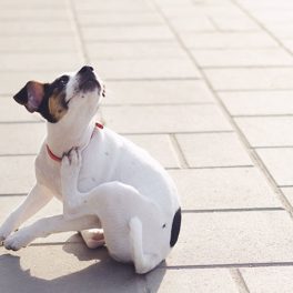 Combater as pulgas: o essencial a saber para proteger o seu animal