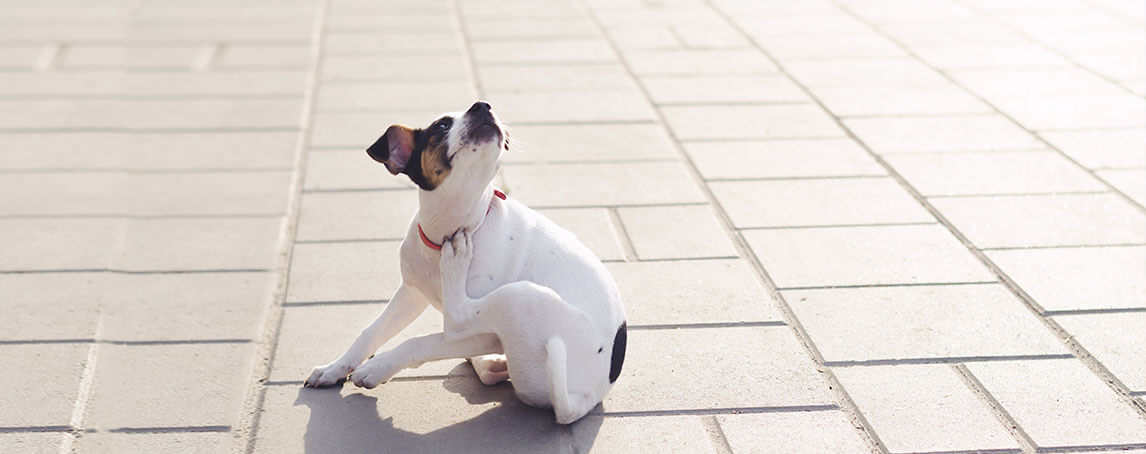 Combater as pulgas: o essencial a saber para proteger o seu animal