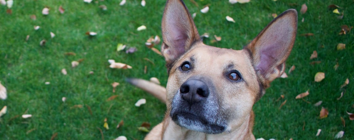 Parasitas em cães: conheça estes inimigos do seu animal de estimação