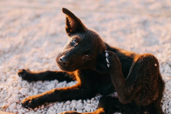 cão parasitas pulgas carraças externos internos