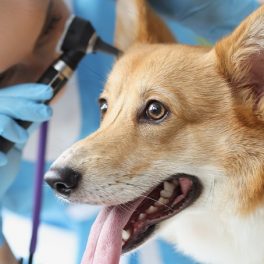 Otite nos animais: conheça as causas, os sintomas e como tratar