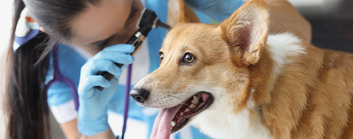 Otite nos animais: conheça as causas, os sintomas e como tratar