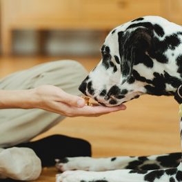 Alimentos com foco sustentável para gatos e cães: bons para os animais e para o planeta