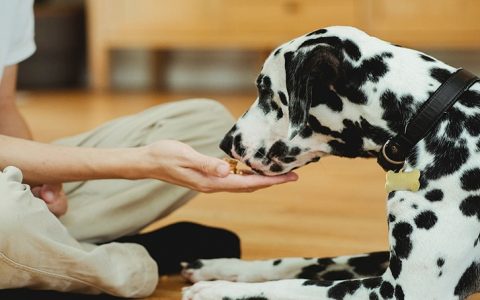 Alimentos com foco sustentável para gatos e cães: bons para os animais e para o planeta