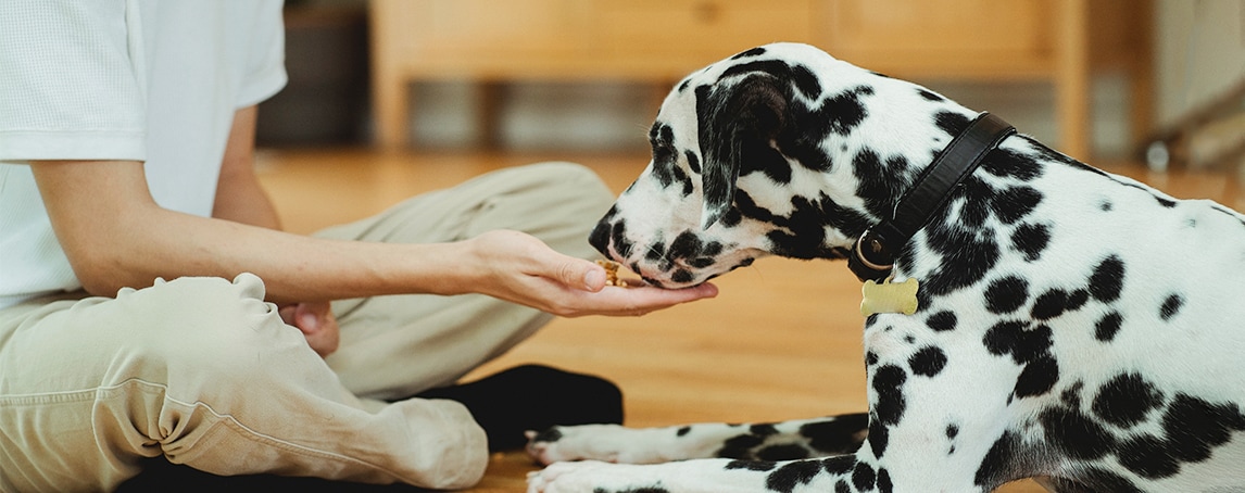 Alimentos com foco sustentável para gatos e cães: bons para os animais e para o planeta