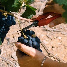 Vindimas. O roteiro perfeito para aproveitar o melhor do enoturismo português
