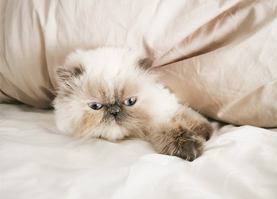 gato com diarreia
