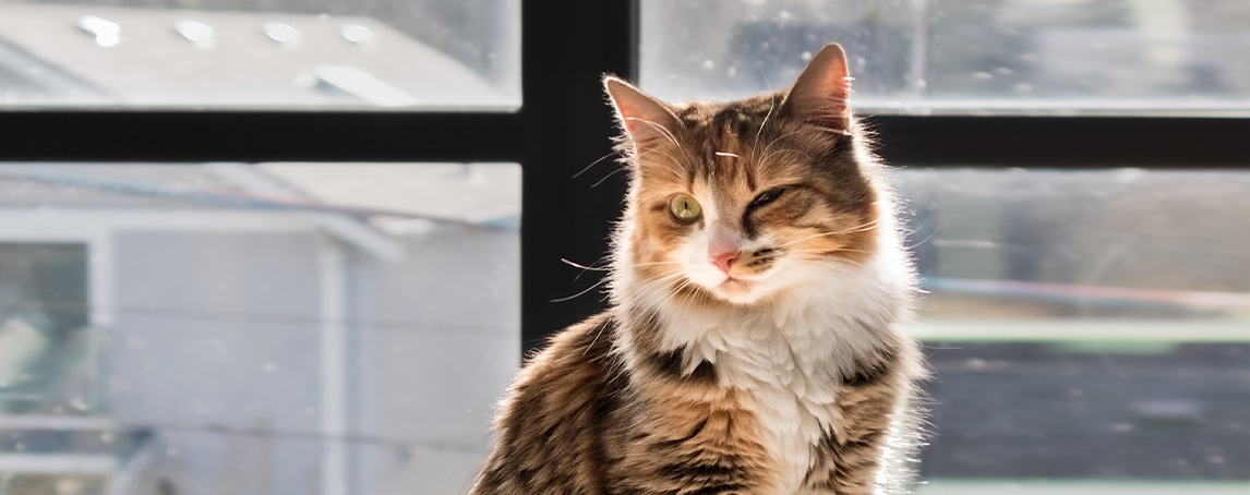 Guia de A a Z para decifrar a conjuntivite em gatos