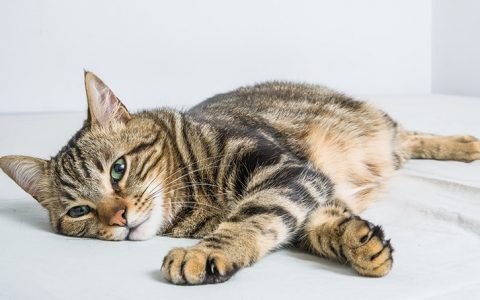 Estas são as doenças mais comuns nos gatos
