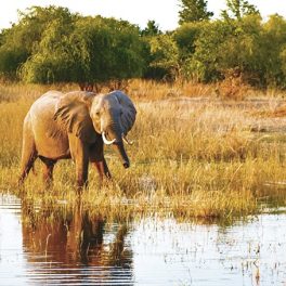 Zimbabué: um destino de férias na Natureza, entre animais selvagens