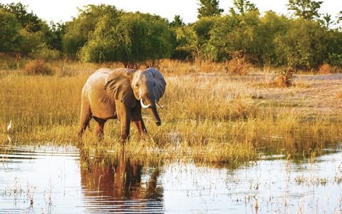 Zimbabué: um destino de férias na Natureza, entre animais selvagens
