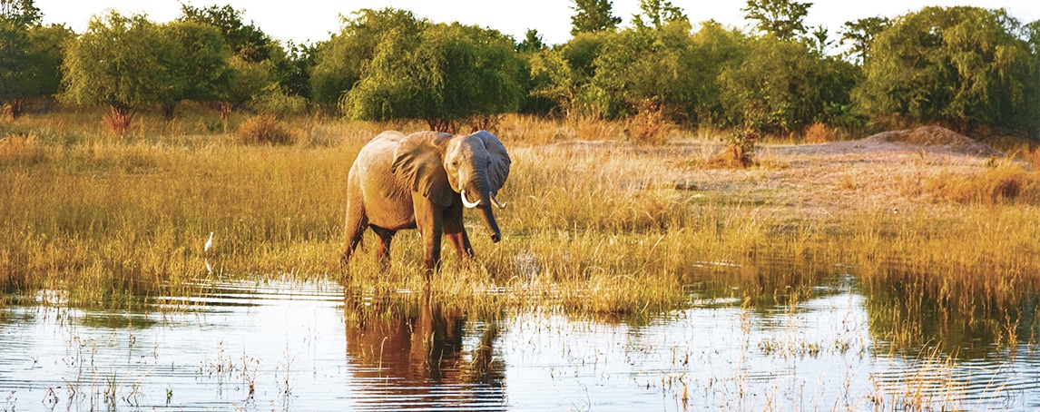 Zimbabué: um destino de férias na Natureza, entre animais selvagens
