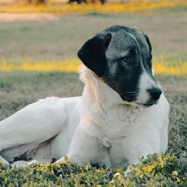 Parvovirose canina: afinal, que doença é esta?