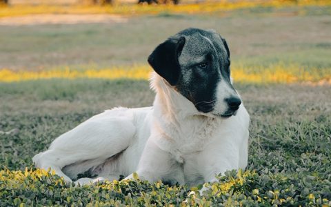 Parvovirose canina: afinal, que doença é esta?