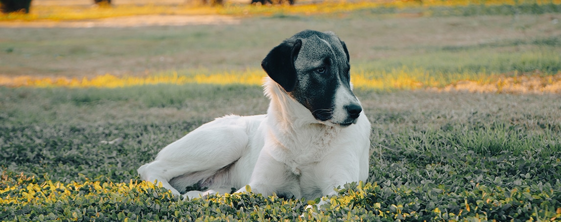 Parvovirose canina: afinal, que doença é esta?