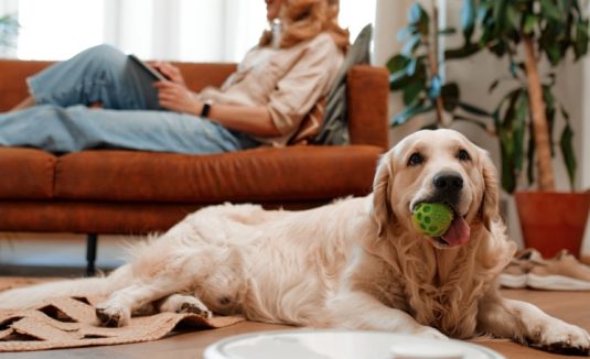 Os melhores cães para ter num apartamento (e os cuidados a ter)