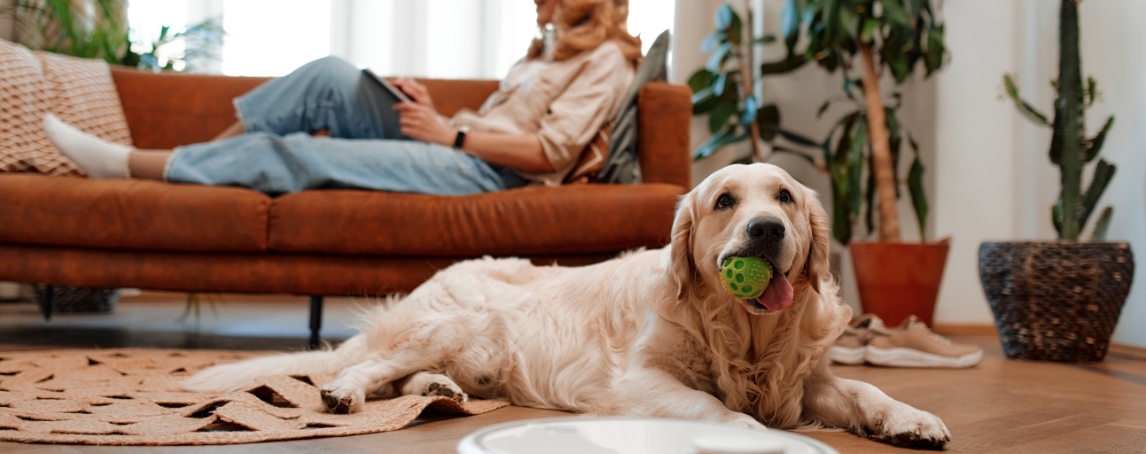 Os melhores cães para ter num apartamento (e os cuidados a ter)