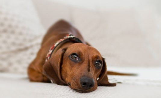 Crónica. Feng Shui e os animais