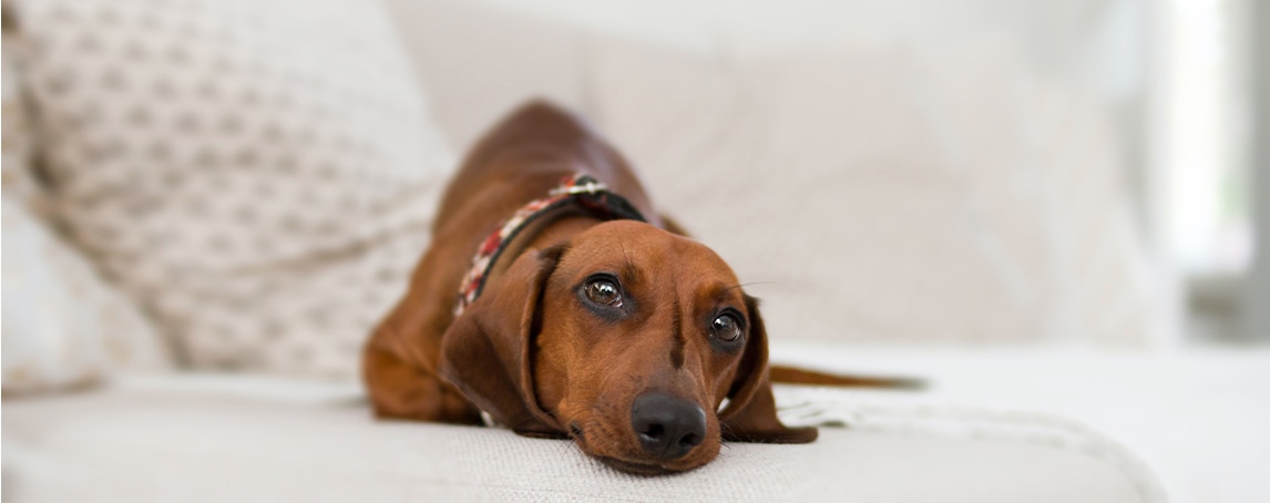 Crónica. Feng Shui e os animais