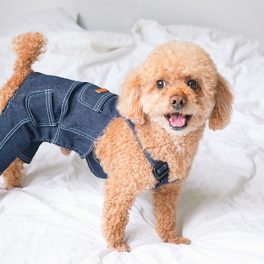 Roupa para cães: cuidados a ter ao seguir esta tendência