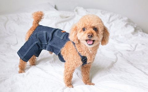 Roupa para cães: cuidados a ter ao seguir esta tendência