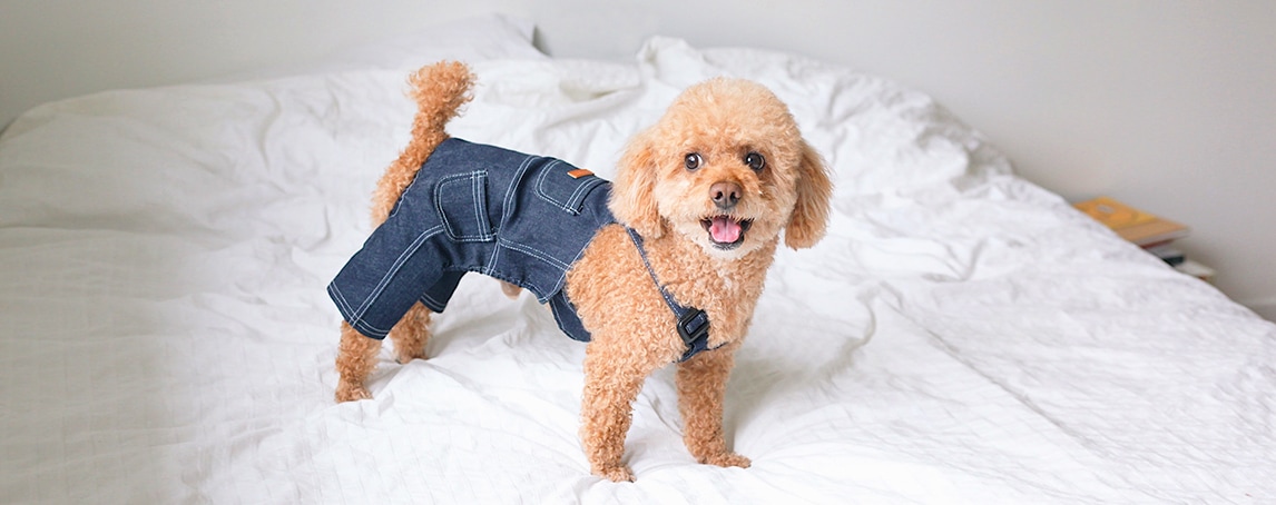 Roupa para cães: cuidados a ter ao seguir esta tendência