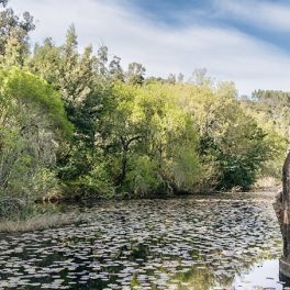 5 atividades para celebrar a chegada da primavera