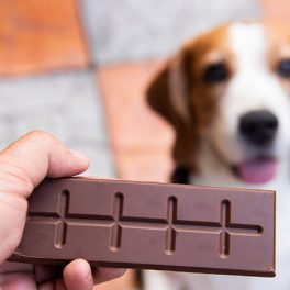 Cuidado com o chocolate: o perigo para os seus animais de estimação