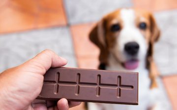 Cuidado com o chocolate: o perigo para os seus animais de estimação