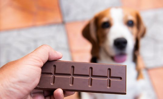 Cuidado com o chocolate: o perigo para os seus animais de estimação