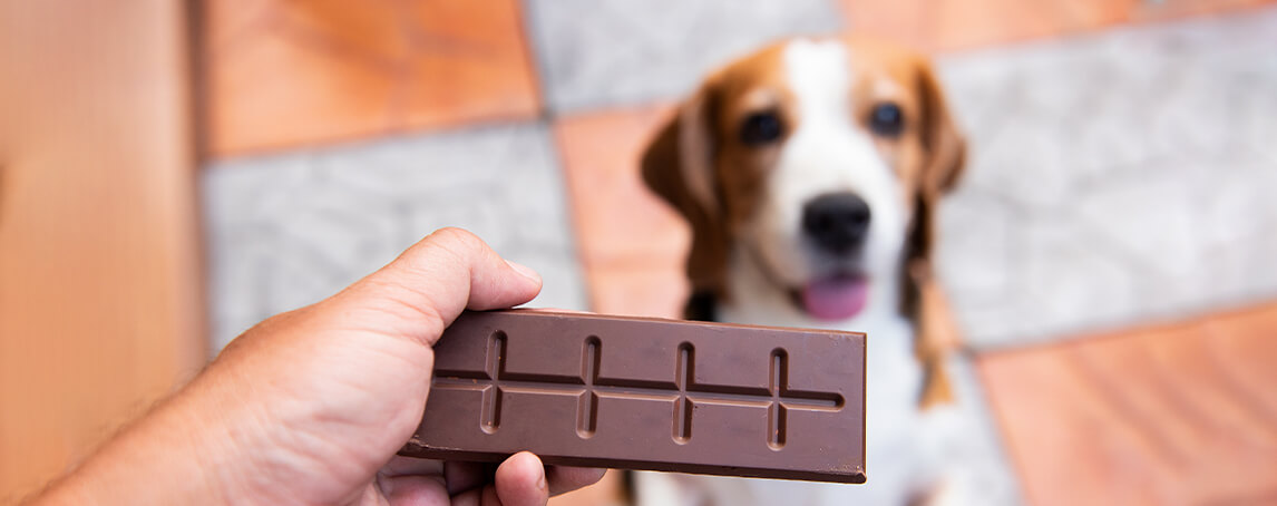 Cuidado com o chocolate: o perigo para os seus animais de estimação