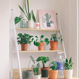 7 plantas de interior para trazer a Natureza para dentro de casa