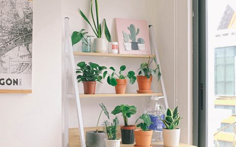 7 plantas de interior para trazer a Natureza para dentro de casa