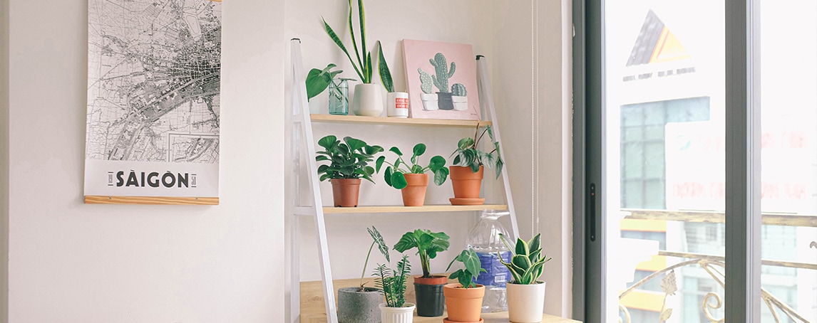 7 plantas de interior para trazer a Natureza para dentro de casa