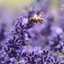 Lavanda: o que precisa de saber sobre a flor e cor da tranquilidade