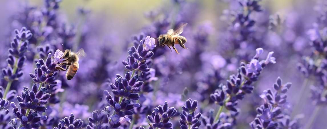 Lavanda: o que precisa de saber sobre a flor e cor da tranquilidade
