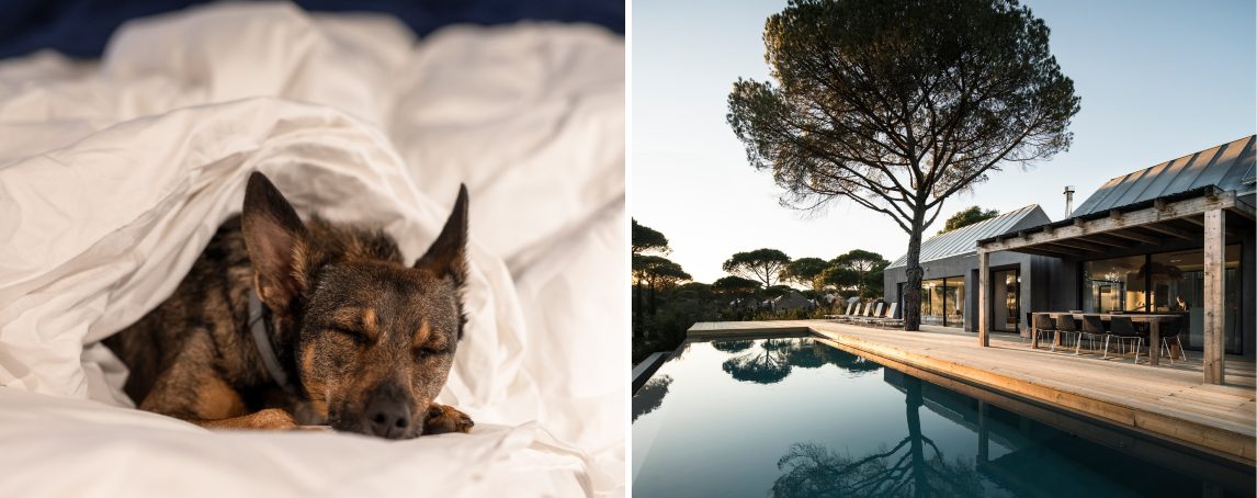 14 hotéis de luxo que são pet-friendly