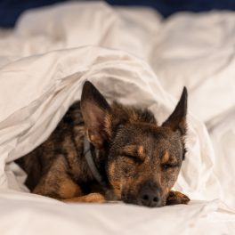 14 hot&eacute;is de luxo que s&atilde;o pet-friendly
