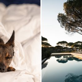 14 hot&eacute;is de luxo que s&atilde;o pet-friendly