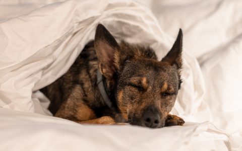 14 hotéis de luxo que são pet-friendly